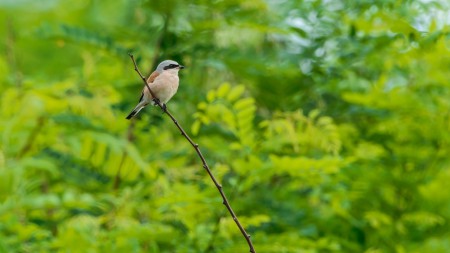 Tövisszúró gébics (Lanius collurio) - Az ellenkező nem